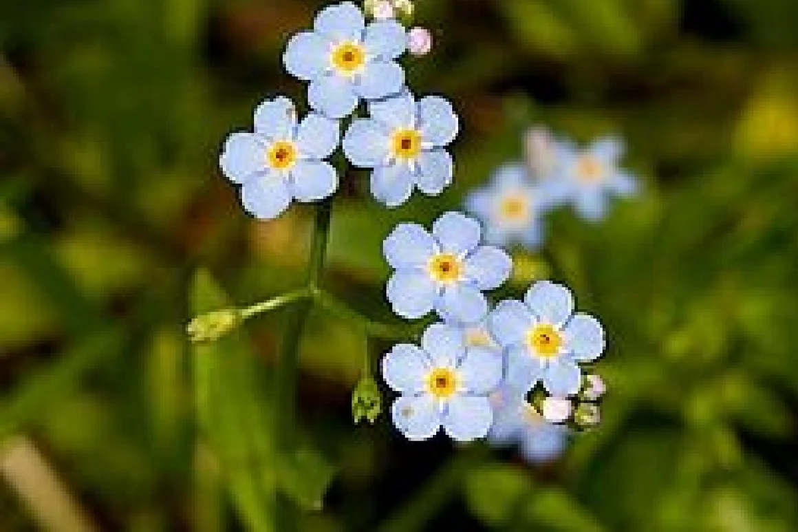 Blaue Vergissmeinnicht Blüten